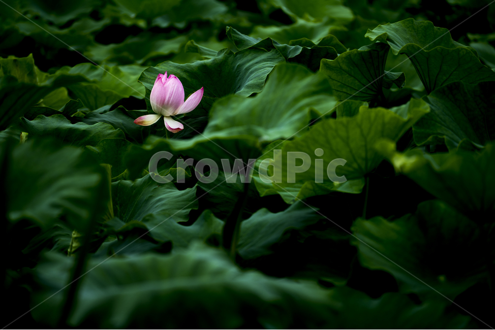 자연,풍경,꽃,감성,연꽃,식물,자연,plants,nature,꽃,flower