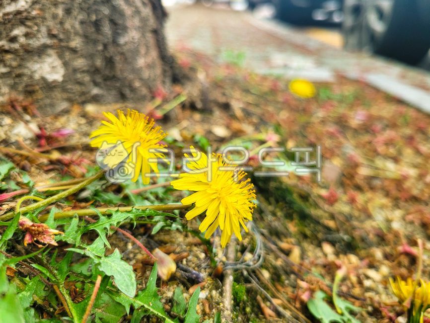 flower,꽃,민들레,계절,봄,노란색,초록잎