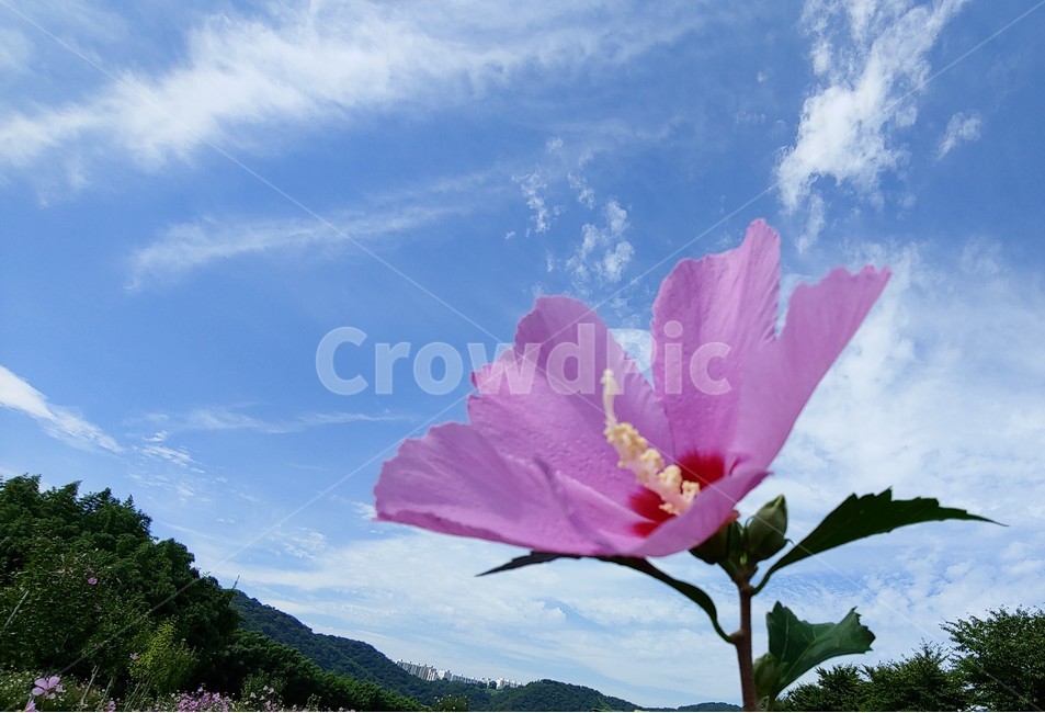 plant,식물,무궁화,꽃,하늘,가을,나라꽃,식물,자연,plants,nature,꽃,flower