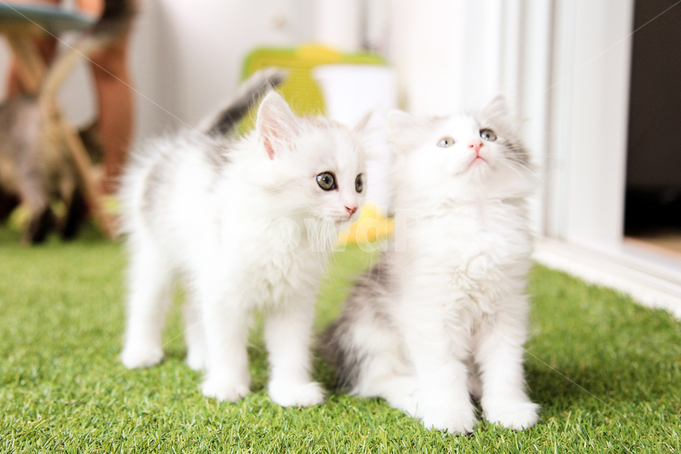 반려동물,반려묘,고양이,애완동물,동물,동물,animal,포유류,mammal,고양이,cat,kitten,kitty