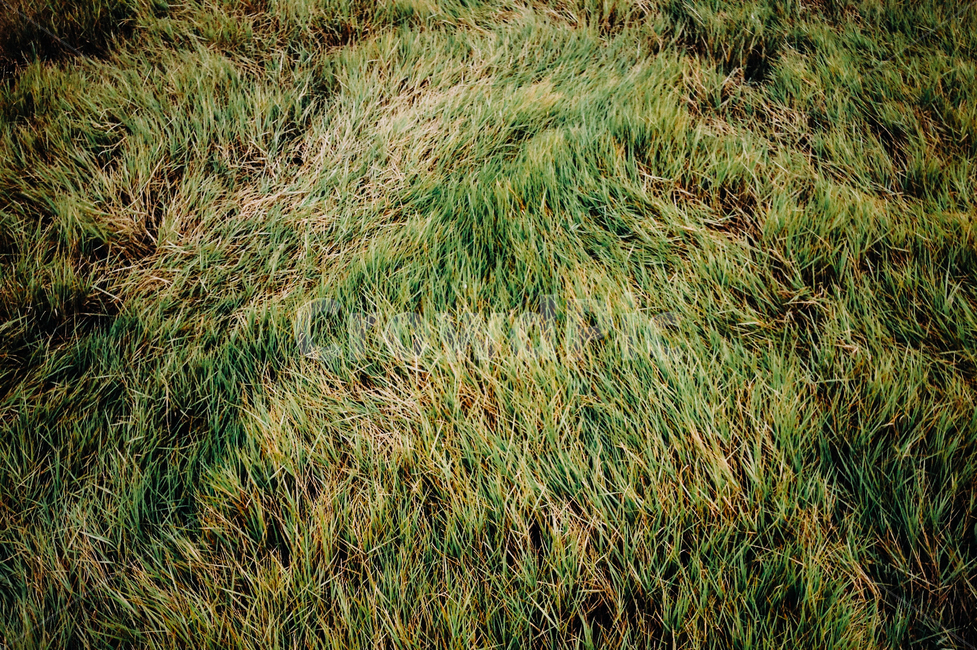 자연,잔디,plant,grass,lawn