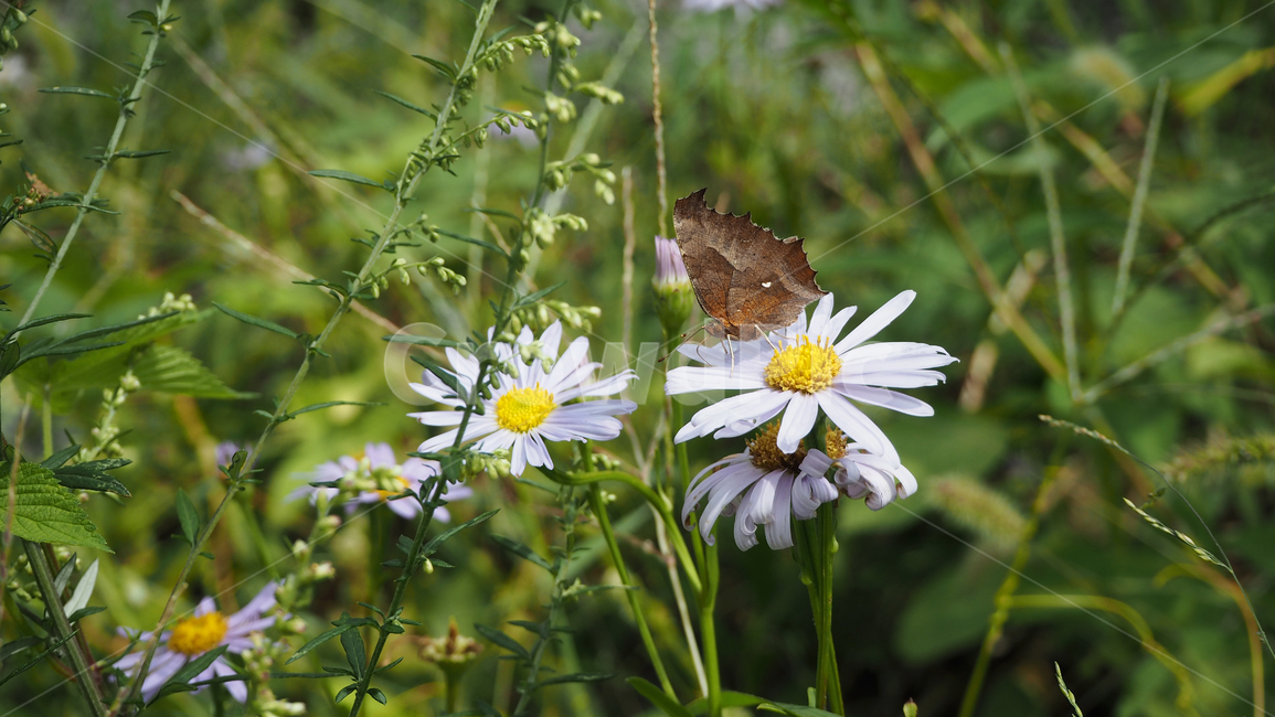 야생화,꽃,식물,자연,옥외,데이지,daisy,wildflower,flower,plant,outdoors,nature,blossom,식물,자연,plants,nature,꽃,flower