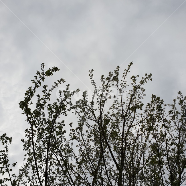 나뭇가지,나무,겨울나무,나무덩굴,tree,겨울,계절,winter,season,자연,풍경,nature,landscape