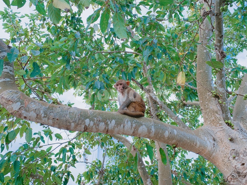 나무,풀잎,원숭이,숲,공원,동물,animal,mammal,포유류,포유류,mammal