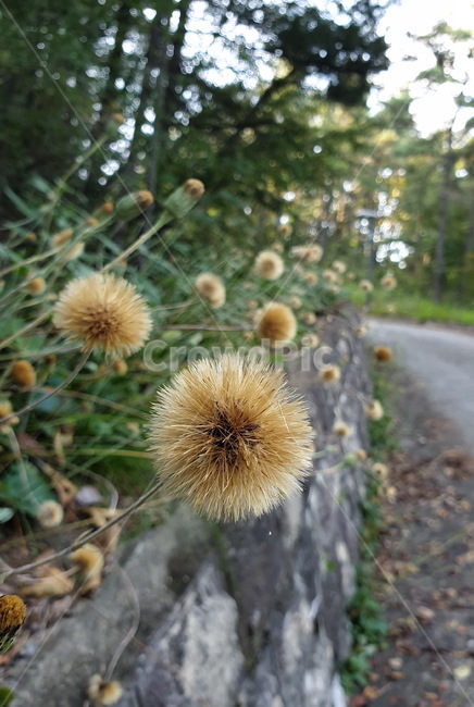솜나물,홀씨,민들레,날아가는씨,씨앗,자연,산,식물,plant,flower,야생화,꽃
