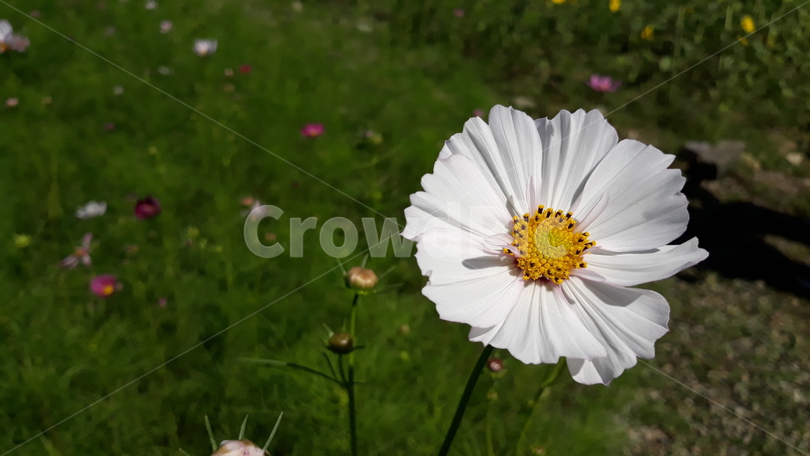 식물,plant,꽃,flower,코스모스,하얀코스모스,가을,꽃밭,가을꽃,자연,nature,식물,자연,plants,nature,꽃,flower
