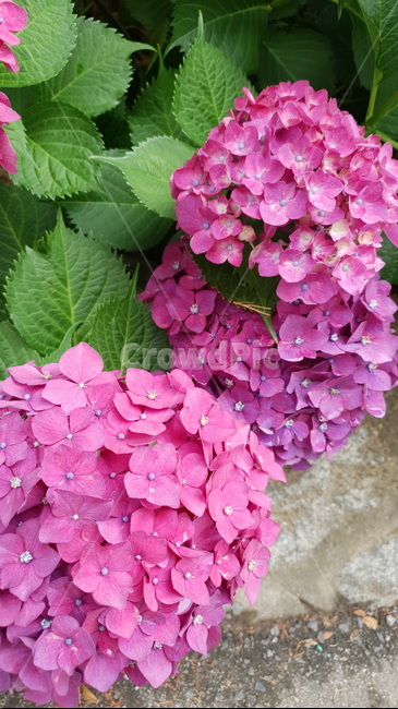 수국,분홍색꽃,자주색꽃,자연,꽃