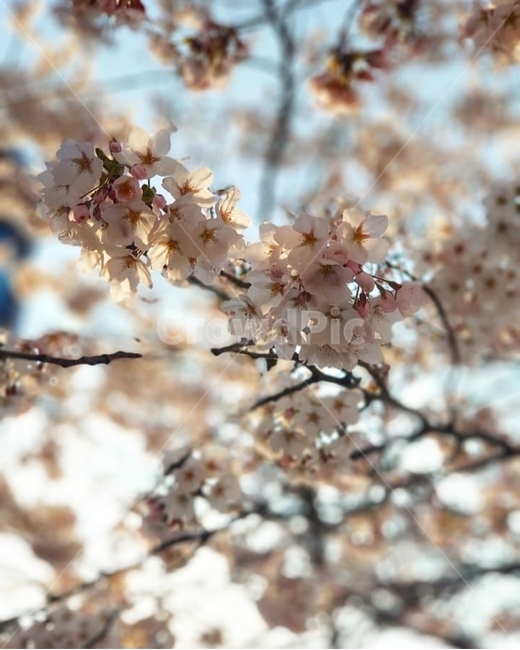 벚꽃,봄,꽃,사쿠라,체리블라썸,cherryblossom,식물,자연,plants,nature,꽃,flower