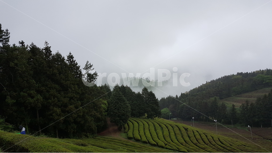 봄,녹차밭,자연,경치,식물,자연,풍경,nature,landscape,outdoors,옥외,tree,나무,plant