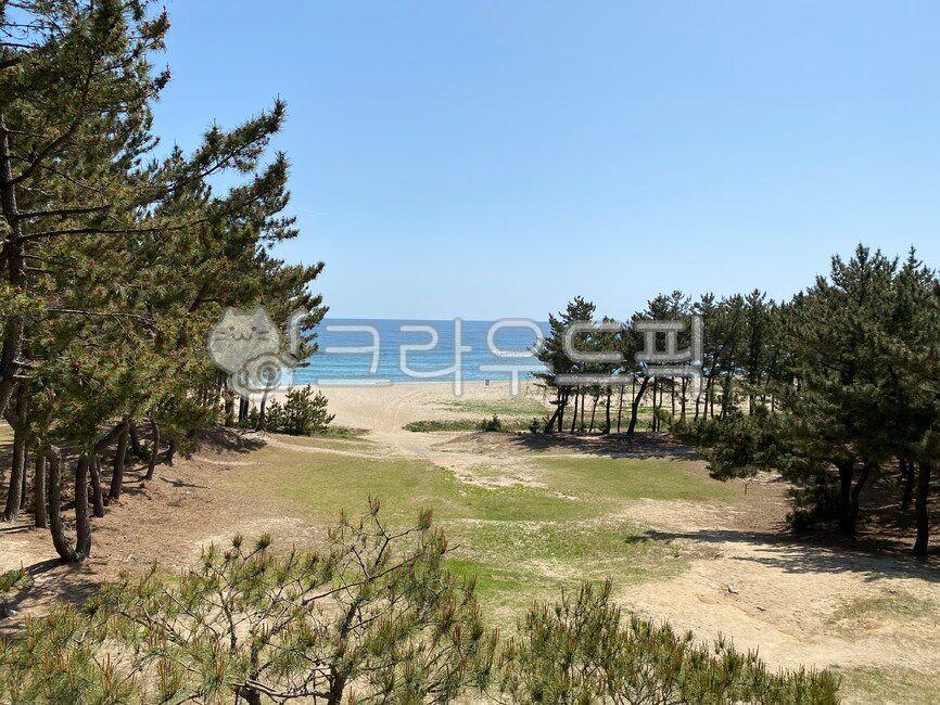 소나무, 해송, pinetree, sea, 바닷가, 사진,이미지,일러스트,캘리그라피 - 구르밋작가
