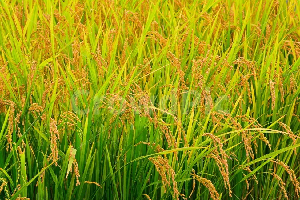 벼,쌀,논농사,풍년,가을,들녘,들판,시즌,계,한국적,풍경,leaf,season,시안,디자인,디자이너,출판,편집,책자,서적,사보,카다로그,콘텐츠,리플렛,브로셔,컨셉,콘셉,컨셉트,모바일,팝업,전단,광고,sns,ebook,웹,마케팅,마켓팅,9월,10월,plants,korean,식물,음식,배경,바탕,백그라운드,background,홈쇼핑,시골,농촌,야외,마트,농산물,양식,탄수화물,밥,주식,식량,곡식,알곡,황금빛,금빛,그린,노랑색,골든,golden,우리것,이삭,식물,자연,plants,nature,곡류,곡식,cereals,산업,industry,industrial,농업,농사,agriculture,farming,farming industry