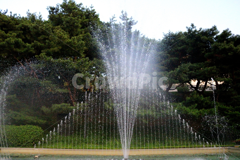 분수,분수대,물,공원,예술의전당,나무,소나무,자연,풍경,nature,landscape,water