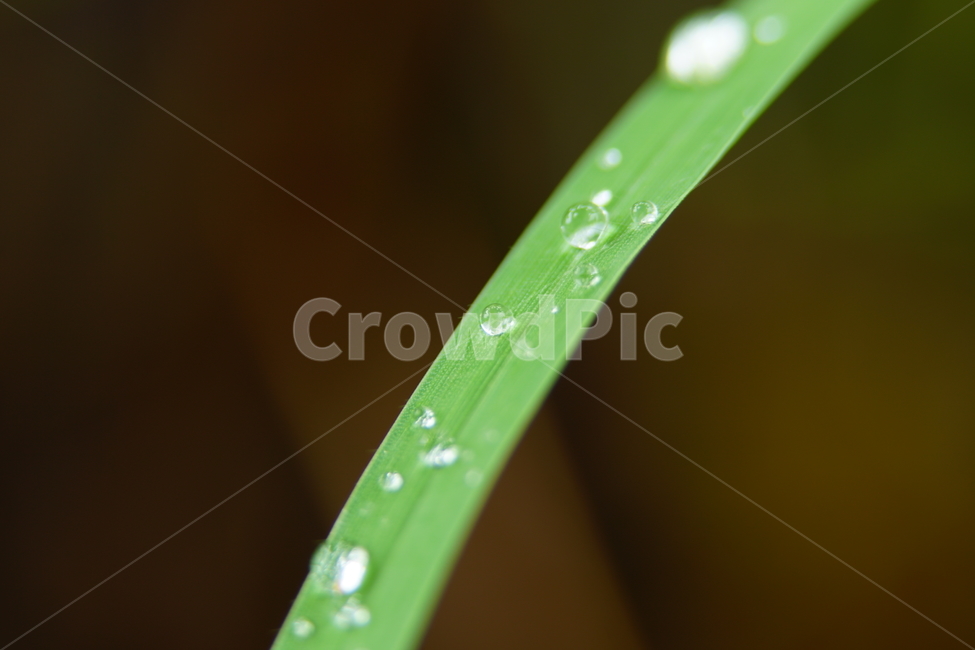 물방울,이슬,식물,풀,풀잎,자연,접사,클로즈업,풍경,waterdrop,dewdrop,빗물,nature,plant,plants,landscape,macro,closeup,이파리,식물,자연,plants,nature