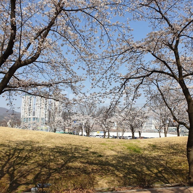 tree,나무,plant,식물,treetrunk,나무줄기,벚꽃,봄