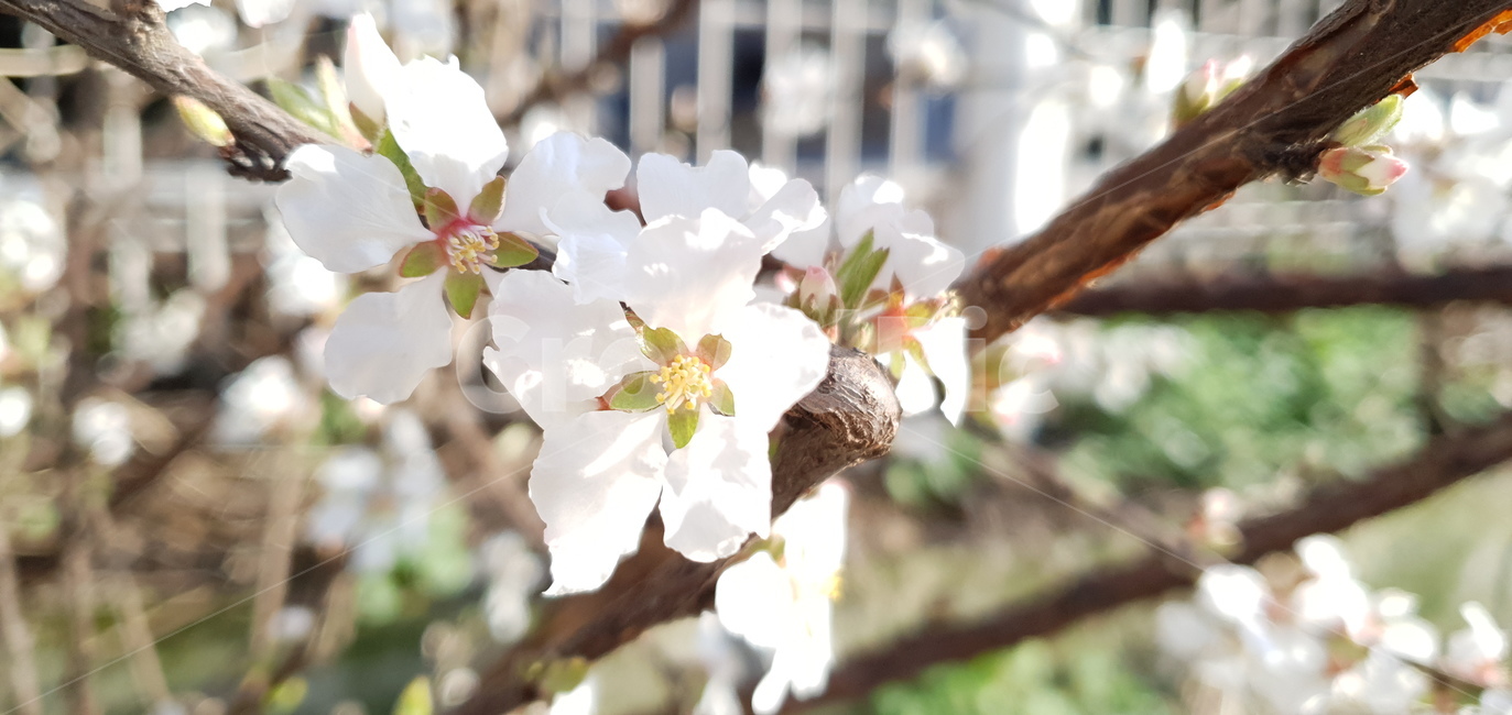 꽃,봄,flower,식물,plant