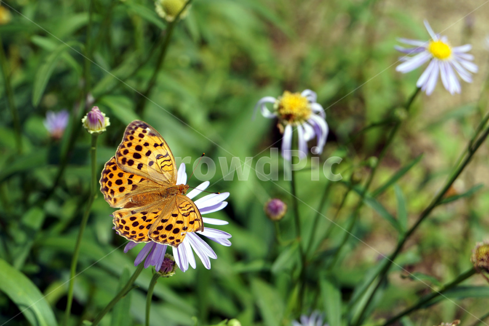 국화,나비,꽃,식물,자연,여름,공원,식물원,화원,chrysanthemums,butterflies,flowers,plants,nature,summer,parks,botanicalgardens