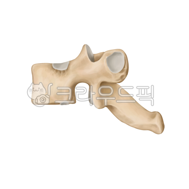 lumbarspine,tailbone,pelvis,rib,scapular,skeleton,illiac,orthopedic,shoulder,thoracicspine,humanbones,spine,scapula,bones,lumbar spine,pelvic,waist,neurosurgery,medicalillustration,ribs,thoracic spine,surgery