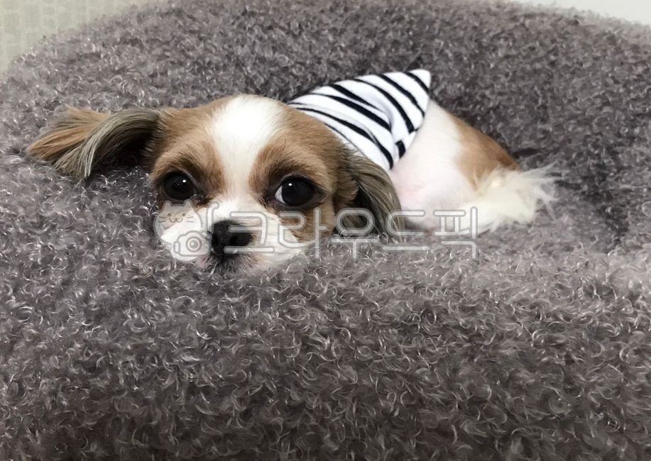 puppy,embarrassing,sullen,Porotong,cute