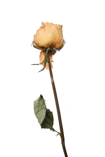 꽃,플라워,드라이플라워,로즈,장미,노랑,노란색,옐로우,건조,말린,건조시킨,잎,잎사귀,나뭇잎,드라이,그림자,흰배경,식물,자연,꽃,flower,누끼,remove background