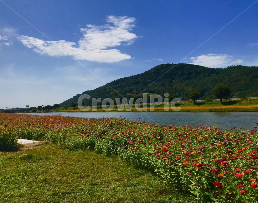 꽃,꽃밭,강물,풍경,플라워,식물,자연,plants,nature,꽃,flower