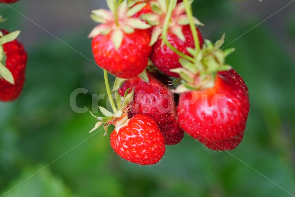 딸기,과일,열매,식물,자연,빨강,fruit,strawberry,nature,red,식물성,과실,농장,농작물,농산물,빨간,빨강색,빨간색,맛있는,맛있다,싱싱한,싱싱한다,수확,재배,과수원,음식,식재료,요리,food,cook,meal,dishes,food reserves,과일,열매,fruit,채소,야채,vegetables