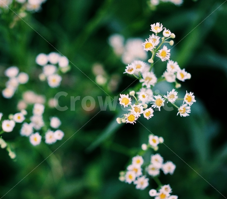자연,식물,자연풍경,꽃,감성사진,여름,색감,일상,식물,자연,plants,nature,꽃,flower,감성,sensible,feeling