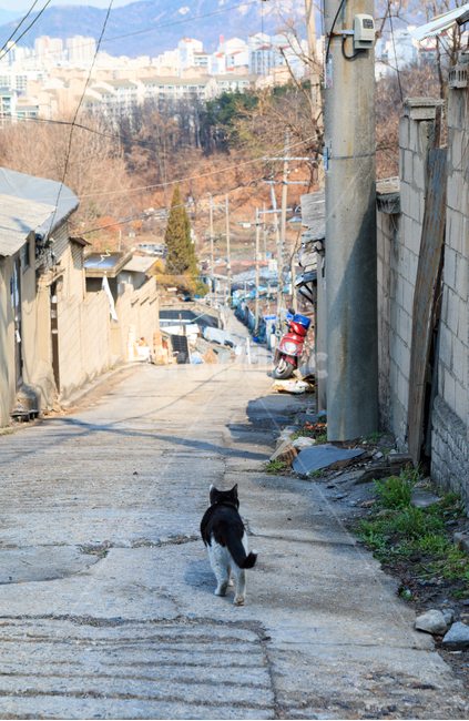 고양이,길고양이,검은고양이,길냥이,도둑고양이,동물,산동네,달동네,빈민가,떠도는,방황하는,경계하는,내리막,골목길,골목길,alley,동물,animal,포유류,mammal,고양이,cat,kitten,kitty,flagstone,판석,path,통로