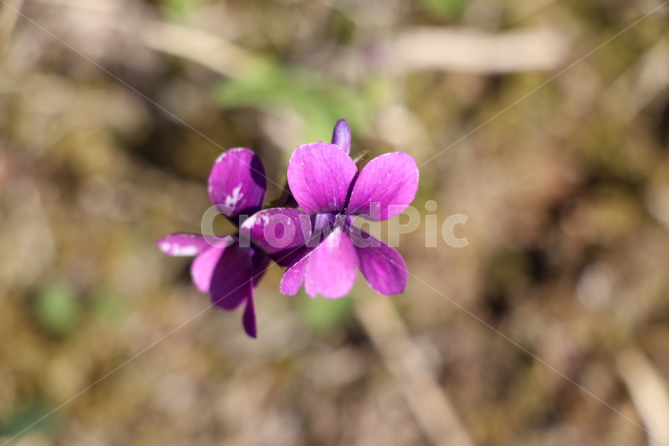 야생화,봄,꽃,wildflower,spring,식물,자연,plants,nature,꽃,flower