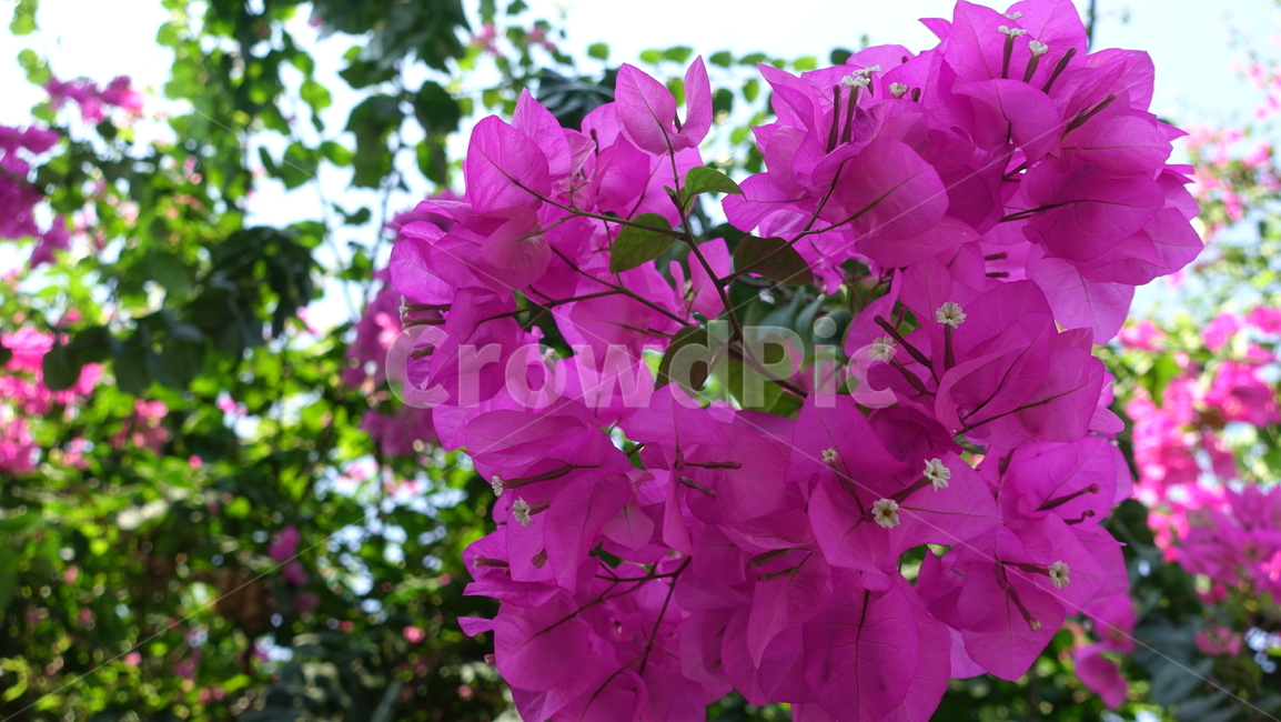 flower,tropic,plant,summer,여름,꽃,꽃송이,blossom,열대,식물,야외,outdoor,green,초록