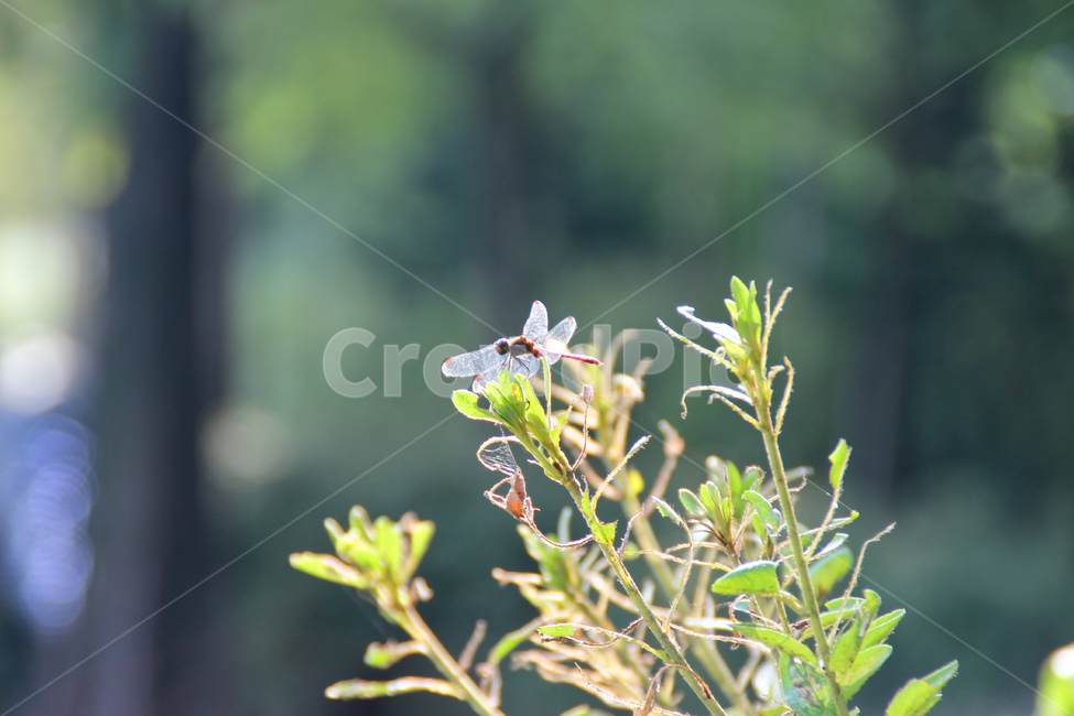 잠자리,고추잠자리,dragonflies,곤충,자연,식물,자연,plants,nature,곤충,벌레,insect,bug