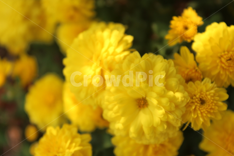 plant,식물,국화,노란색,yellow,식물,자연,plants,nature,꽃,flower