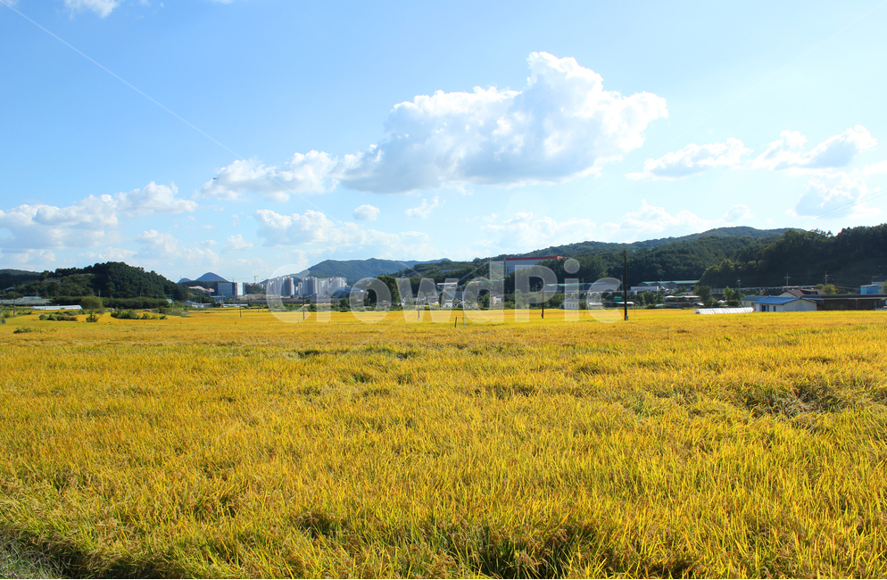 asia,autumn,blue,cloud,clouds,country,countryside,day,fall,farm,farming,field,food,gold,golden,goldenrice,goldenricefield,road,way,soilroad,sandroad,street,하늘,구름,파란하늘,시골,농촌,농사,벼농사,벼,쌀,쌀농사,금색,노란색,노란들판,grain,korea,황금색,황금들판,산,길,도로,시골길,산책로,흙길,전봇대,한국,아시아,가을,이천,경기도,land,landscape,mountain,natural,nature,organic,paddy,plant,rice,sky,sunny,village,yellow,스카이,파랑,블루,파란색,흰구름,뭉게구름,먼산,자연,풍경,논,농작물,들판,황금들녘