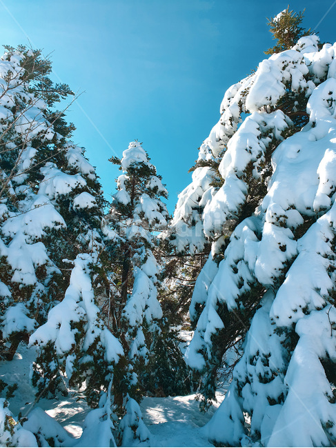 눈,snow,snowcovered,plant,식물,tree,나무,nature,자연,blue,white,azuresky,sky,bluesky,흰색,파란색,하늘색,하늘,겨울,겨울산,winter,겨울,계절,winter,season
