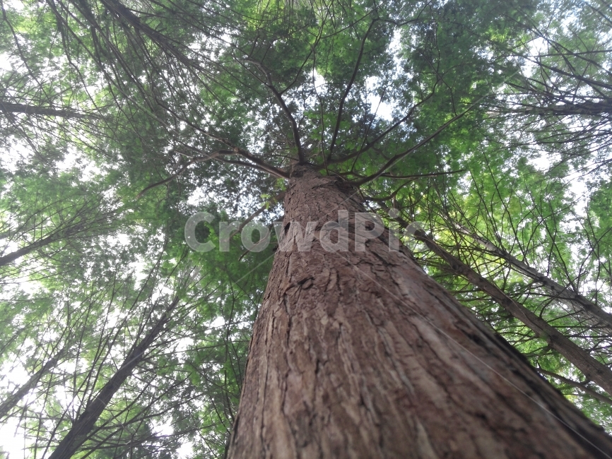 나무,하늘,줄기,가지,푸른잎,갈색,나무결,나무껍질,식물,자연,tree,세월,식물,자연,plants,nature,나무,trees,wood