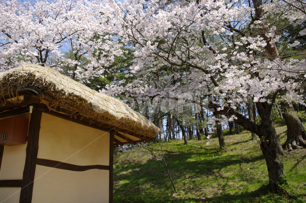 초가집,전통가옥,건축,나무,벚꽃나무,봄,봄,계절,spring,season,한국전통,한국문화,korean traditional,korean culture,건축물,건물외관,exterior,building,structure,architecture,construction,plant,식물,flower,꽃,blossom