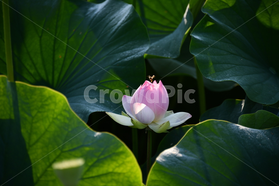 꽃,접사,연꽃밭,식물,자연,plants,nature,flower,분홍색,핑크색,연잎,연꽃
