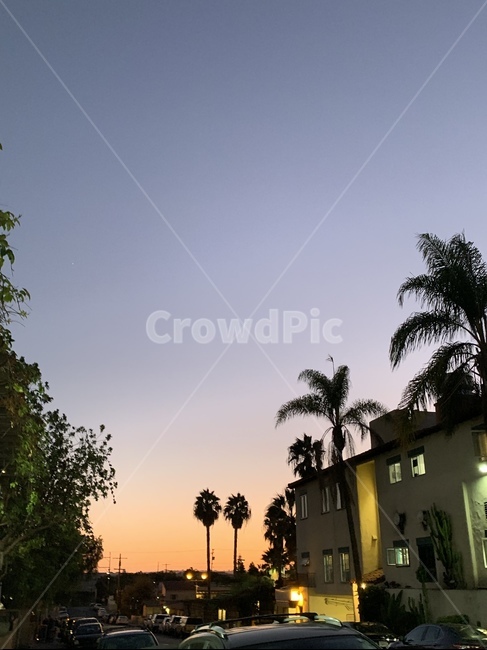 나무,tree,야자수,palmtree,노을,선셋,저녁노을,석양,하늘,저녁하늘,남색