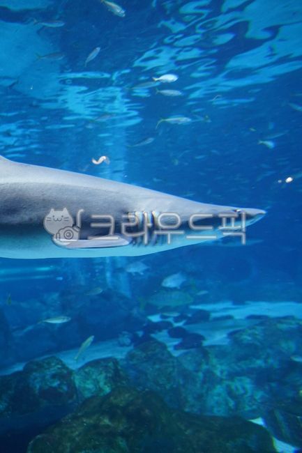바다,물고기,바닷속,아쿠아리움,상어,아기상어,헤엄치다,underthesea,sea,fish,aquarium,shark,babyshark
