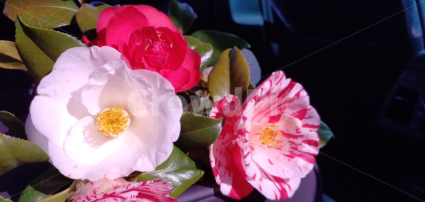 동백꽃,식물,꽃,무늬,plant,blossom,분위기