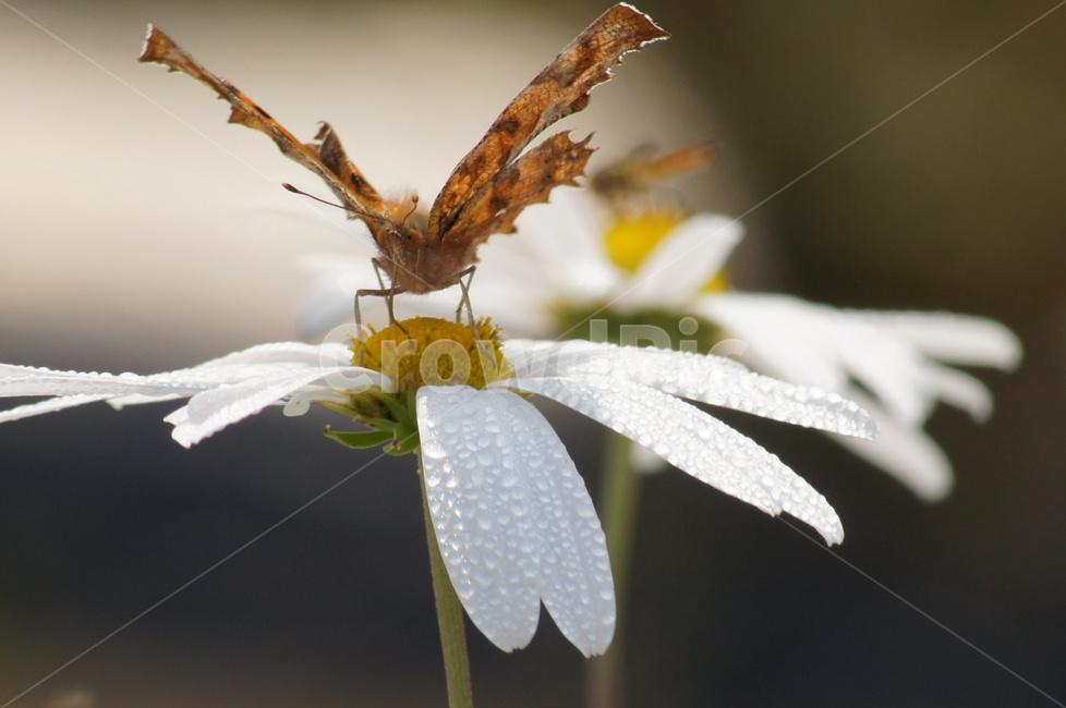 봄,향기,나비,꽃,날개짓,식물,자연,plants,nature,꽃,flower,동물,animal,곤충,벌레,insect,bug