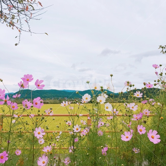 꽃,자연,식물,여름,flower,plant,nature,코스모스,분홍,감성사진