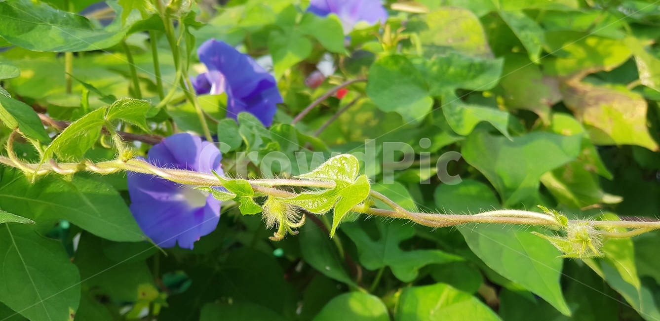 나팔꽃,보라,꽃,식물,자연,초록잎,flower,아침,계절