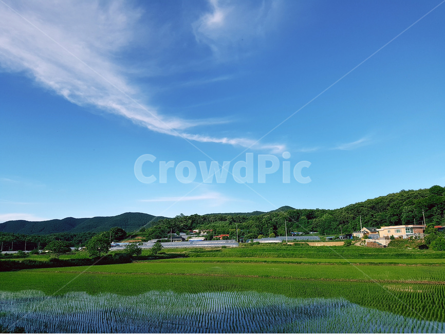 시골,풍경,논,모,초록,하늘,자연,풍경,nature,landscape,한국자연풍경,한국자연경관,korea nature landscape,시골,마을,country,rural,town,grassland,목초지,outdoors,옥외,field,들,paddy field,패디 필드