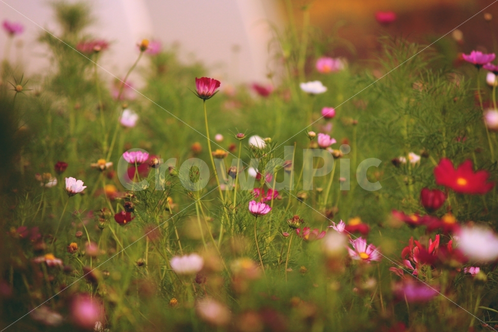꽃,풍경,가을,코스모스,가을꽃,자연,분홍빛,가을,계절,fall,autumn,season,식물,자연,plants,nature,꽃,flower,감성,sensible,feeling,grassland,목초지,field,들,outdoors,옥외,plant