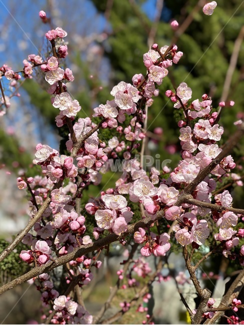 봄,꽃,생명,봄날,plant,blossom,flower