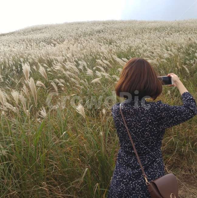억새,새별오름,제주도명소,여자,뒷모습,카메라,사진찍는모습,자연,풍경,nature,landscape,여행,휴가,traveling,vacation,trip,제주도,jeju,jeju island,사람,인물,인간,human,person,여성,여자,woman,female,lady,사진작가,포토그래퍼,photographer,정보통신기술,전자기기,전자제품,it,information,technology,electronic equipment,grass,잔디,plant,식물
