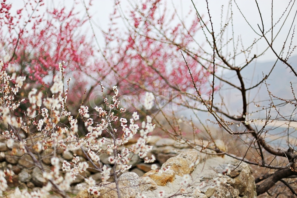 하동,매화마을,매화축제,매화꽃,매화,꽃,flower,hadong,봄,계절,spring,season,식물,자연,plants,nature,꽃,flower,plant,cherry blossom,벚꽃,blossom