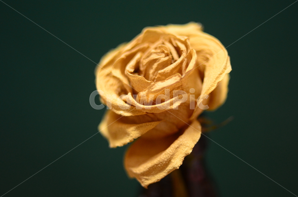 장미,말린장미,드라이플라워,노란색,노란장미,초록,초록색벽,rose,yellow,green,dryflower,flower