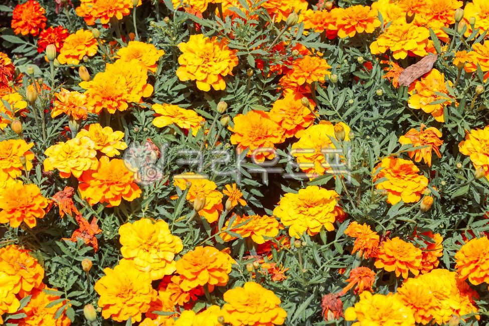 Cheonsu Guk,marigold,marigold flower,plant,flower garden,flower