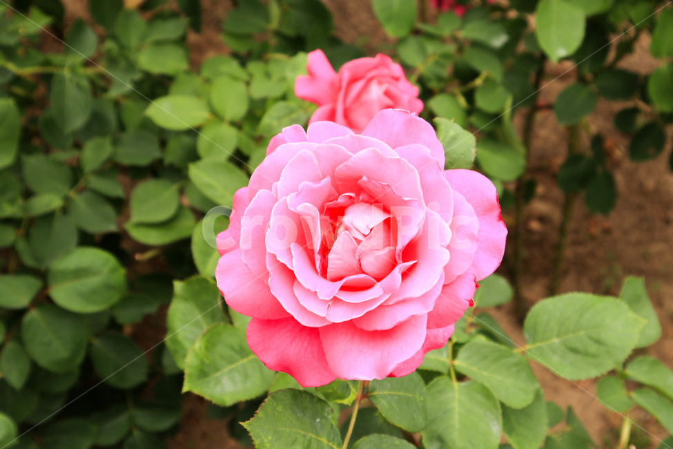 장미,로즈,꽃,분홍,자연,rose,flower,핑크,pink,분홍꽃,실외,식물